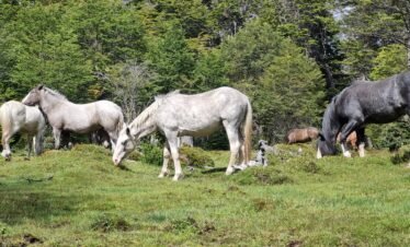 Caballos pastando cerca de la senda Pampa Alta en el Parque Nacional Tierra del Fuego, rodeados de un paisaje natural impresionante.