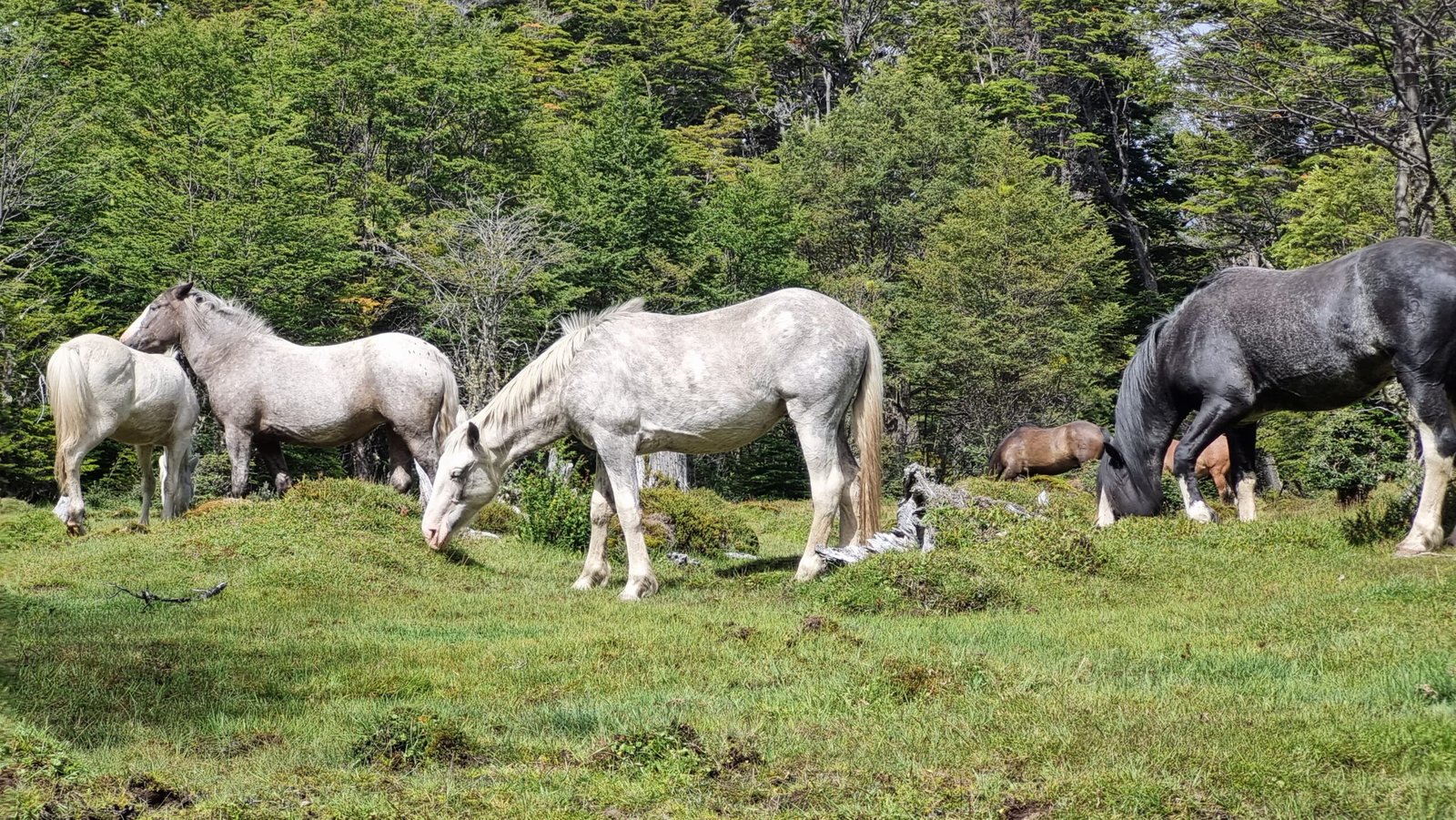 Caballos pastando cerca de la senda Pampa Alta en el Parque Nacional Tierra del Fuego, rodeados de un paisaje natural impresionante.