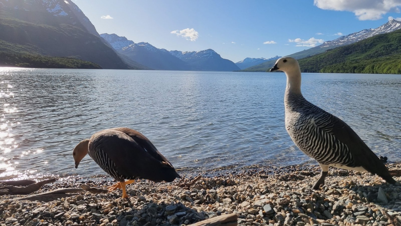 Pareja de cauquenes en la orilla del Lago Roca, dentro del Parque Nacional Tierra del Fuego, rodeados de naturaleza patagónica.