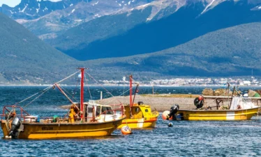 Embarcaciones pesqueras amarillas flotando en las aguas del Canal Beagle, con montañas verdes al fondo en Puerto Almanza.